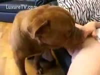Cute blond rubs her love button during the time that her dog licks her out
